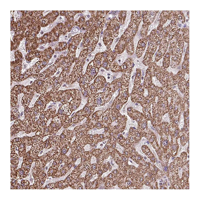 Atlas Antibodies Anti-ALG8 Antibody