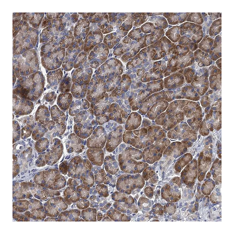 Atlas Antibodies Anti-ALG2 Antibody