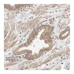 Atlas Antibodies Anti-ALKAL1 Antibody