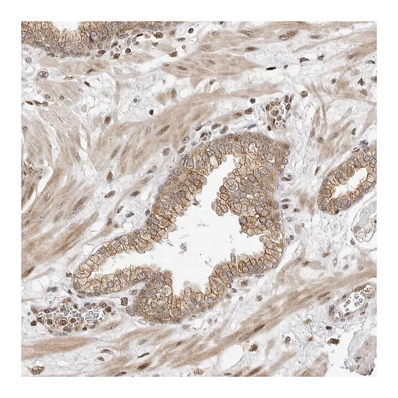 Atlas Antibodies Anti-ALKAL1 Antibody