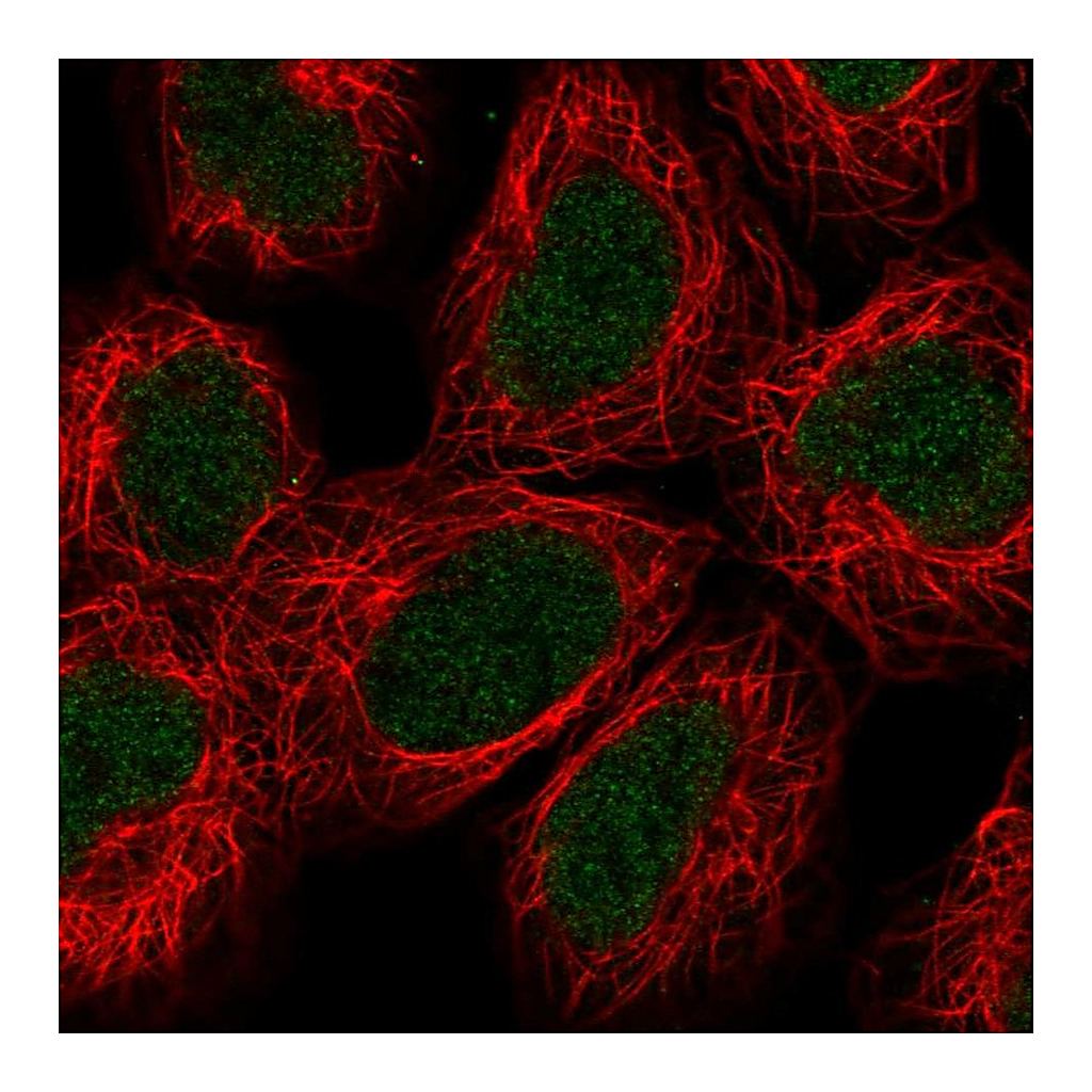 Atlas Antibodies Anti-ALKBH2 Antibody