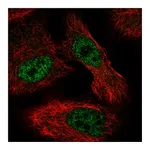 Atlas Antibodies Anti-ALKBH6 Antibody