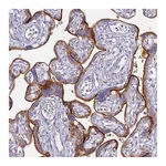 Atlas Antibodies Anti-ALPI Antibody