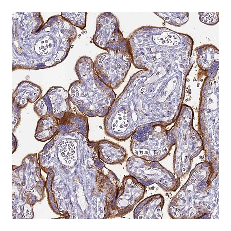 Atlas Antibodies Anti-ALPI Antibody