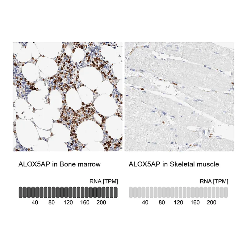 Atlas Antibodies Anti-ALOX5AP Antibody