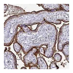 Atlas Antibodies Anti-ALPI Antibody