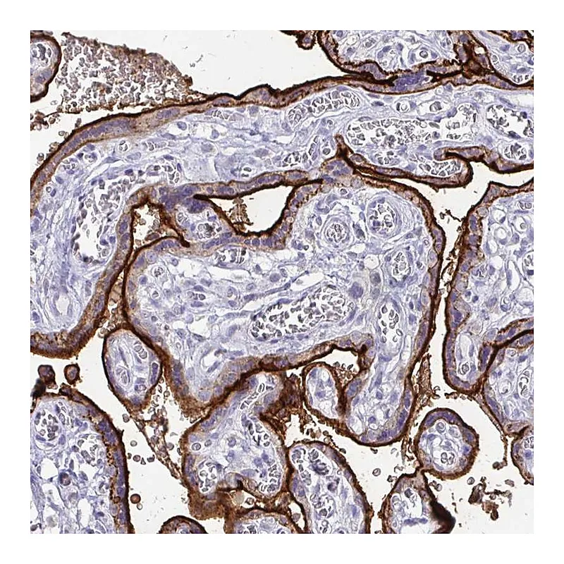Atlas Antibodies Anti-ALPI Antibody