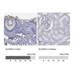 Atlas Antibodies Anti-ALOXE3 Antibody