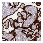 Atlas Antibodies Anti-ALPP Antibody