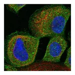 Atlas Antibodies Anti-ALS2CR12 Antibody