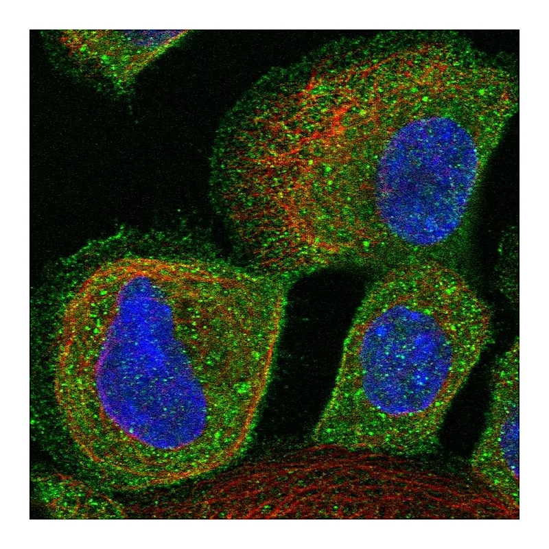 Atlas Antibodies Anti-ALS2CR12 Antibody