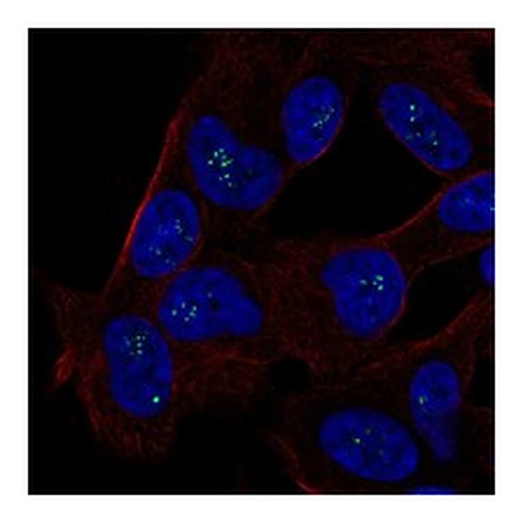 Atlas Antibodies Anti-ALX3 Antibody