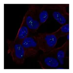 Atlas Antibodies Anti-ALX3 Antibody