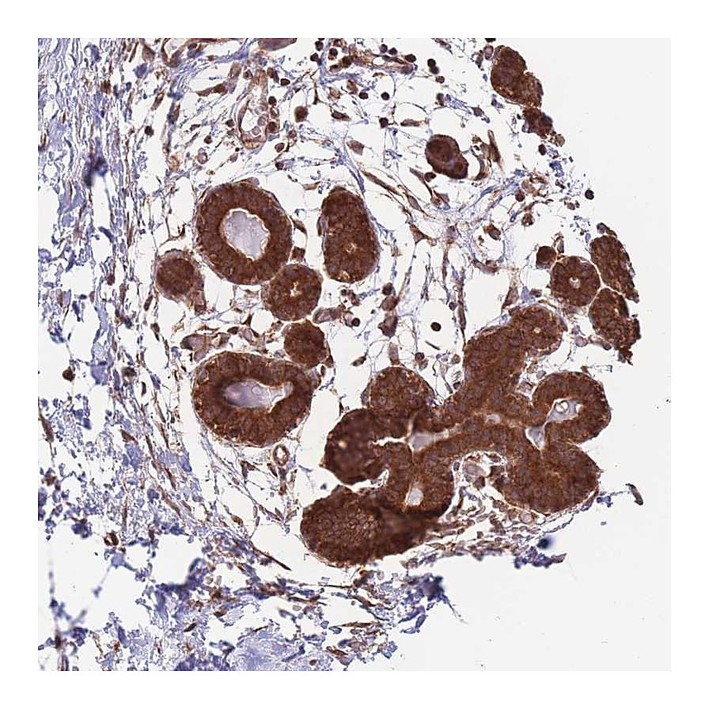 Atlas Antibodies Anti-ALS2CL Antibody