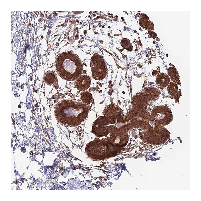 Atlas Antibodies Anti-ALS2CL Antibody