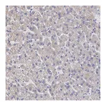 Atlas Antibodies Anti-AMBP Antibody