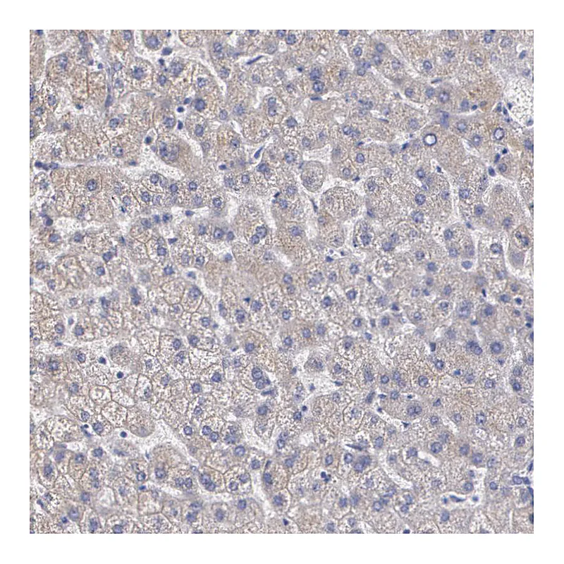 Atlas Antibodies Anti-AMBP Antibody