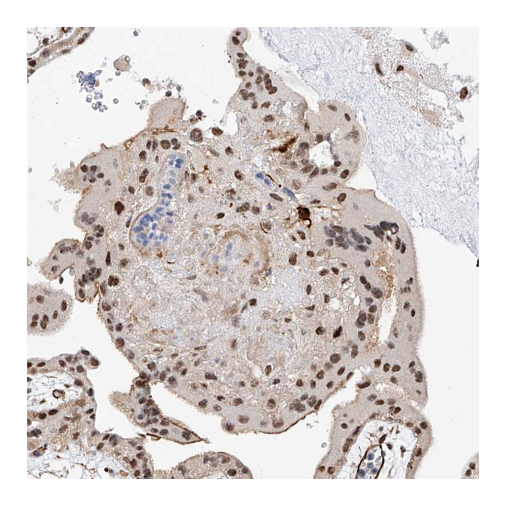 Atlas Antibodies Anti-AMD1 Antibody