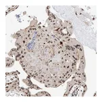 Atlas Antibodies Anti-AMD1 Antibody