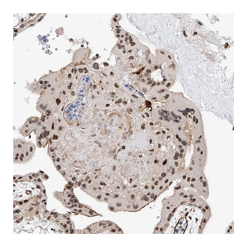 Atlas Antibodies Anti-AMD1 Antibody
