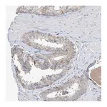 Atlas Antibodies Anti-AMD1 Antibody