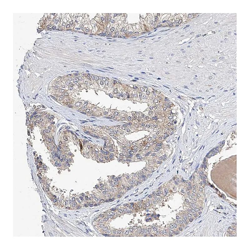 Atlas Antibodies Anti-AMD1 Antibody