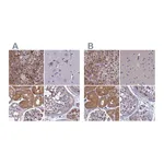 Atlas Antibodies Anti-AMDHD2 Antibody