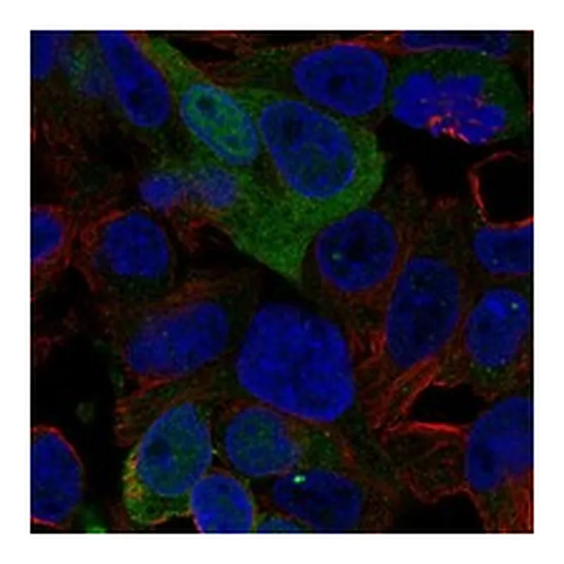 Atlas Antibodies Anti-AMDHD1 Antibody