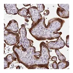 Atlas Antibodies Anti-AMFR Antibody