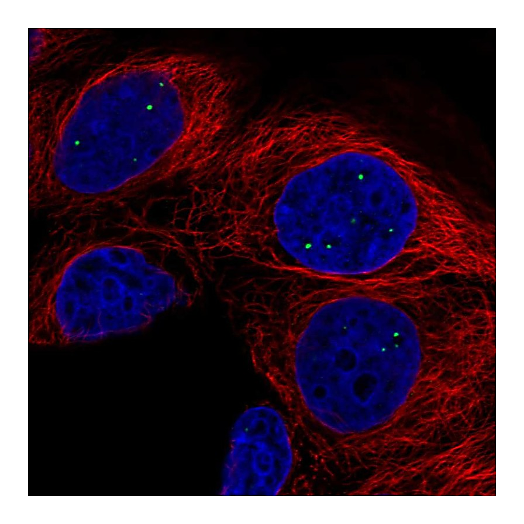 Atlas Antibodies Anti-AMER3 Antibody