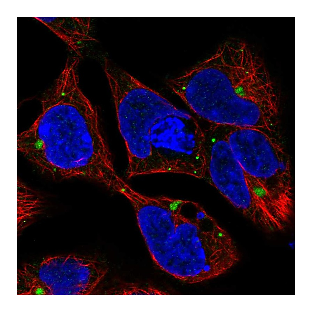 Atlas Antibodies Anti-AMH Antibody