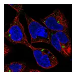 Atlas Antibodies Anti-AMH Antibody