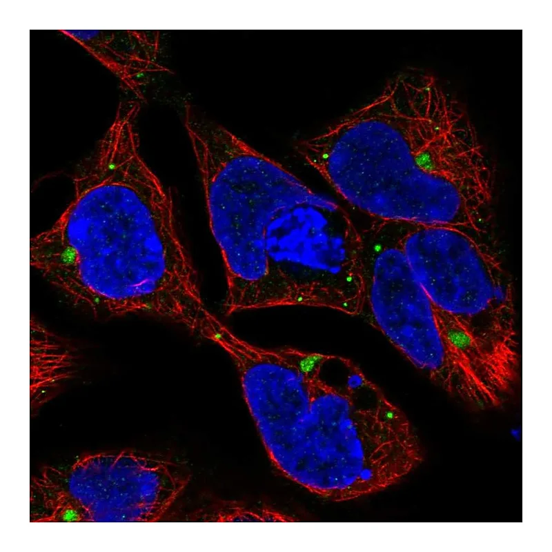 Atlas Antibodies Anti-AMH Antibody