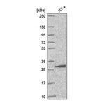 Atlas Antibodies Anti-AMMECR1L Antibody