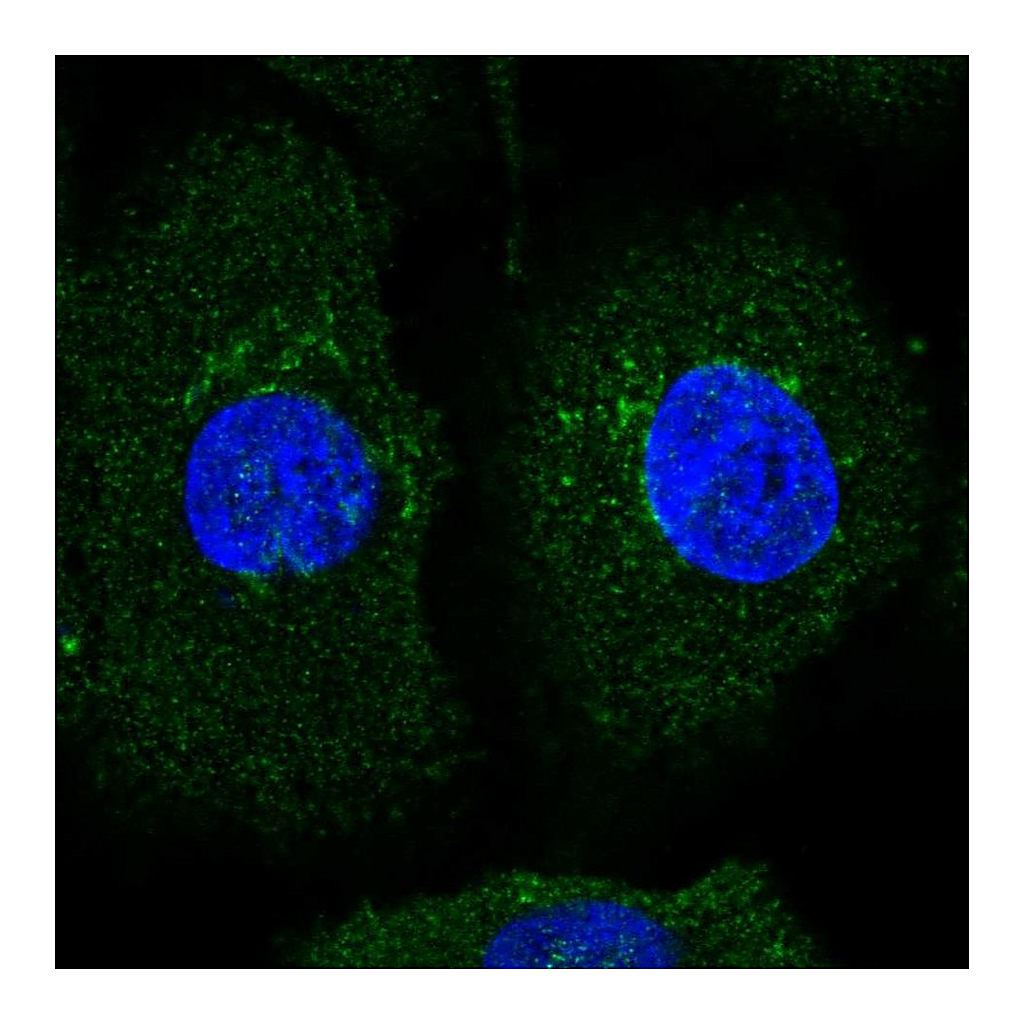Atlas Antibodies Anti-AMIGO2 Antibody