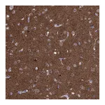 Atlas Antibodies Anti-AMN1 Antibody