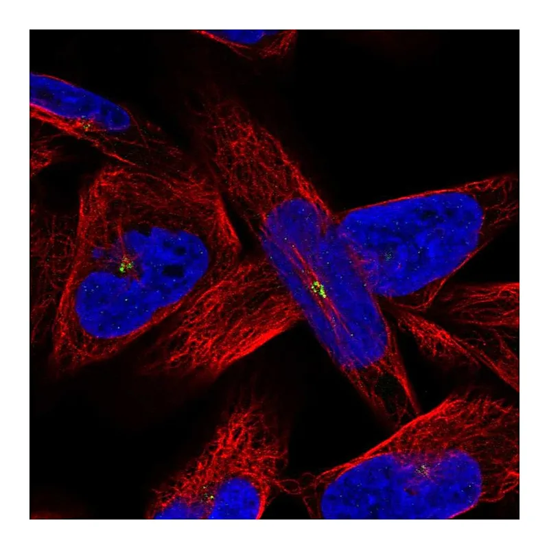 Atlas Antibodies Anti-AMN1 Antibody