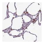Atlas Antibodies Anti-AMIGO2 Antibody