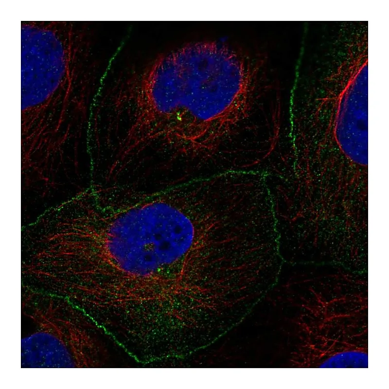 Atlas Antibodies Anti-AMOTL2 Antibody