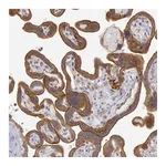 Atlas Antibodies Anti-AMOTL1 Antibody
