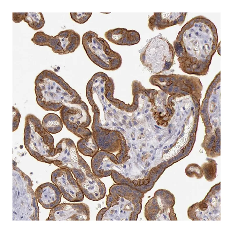 Atlas Antibodies Anti-AMOTL1 Antibody