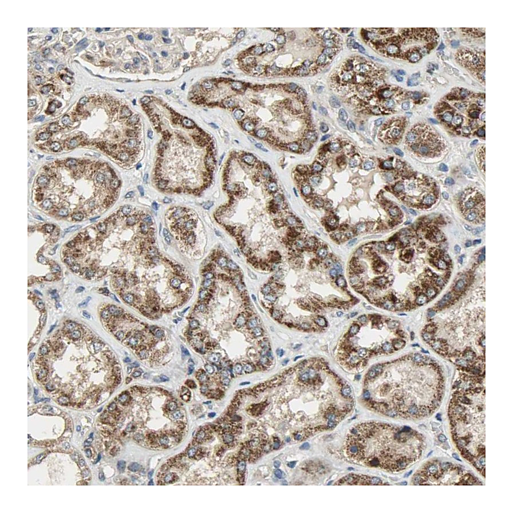 Atlas Antibodies Anti-AMT Antibody