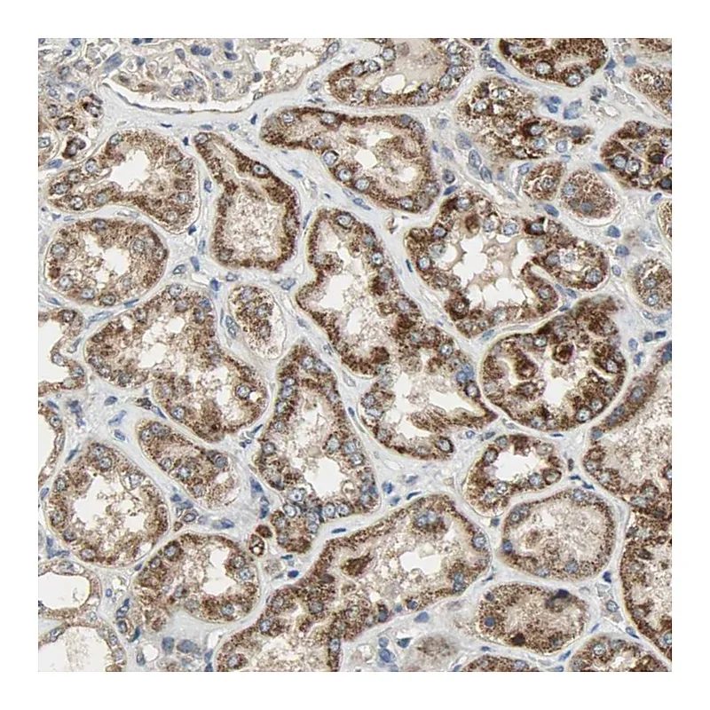 Atlas Antibodies Anti-AMT Antibody