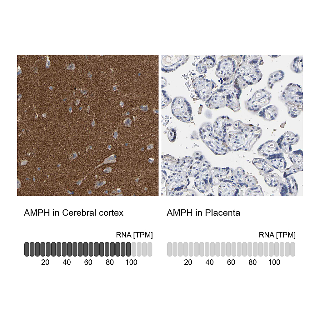 Atlas Antibodies Anti-AMPH Antibody