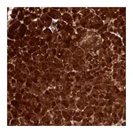 Atlas Antibodies Anti-AMY1A Antibody