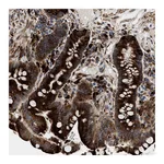 Atlas Antibodies Anti-AMZ1 Antibody