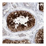 Atlas Antibodies Anti-AMZ2 Antibody
