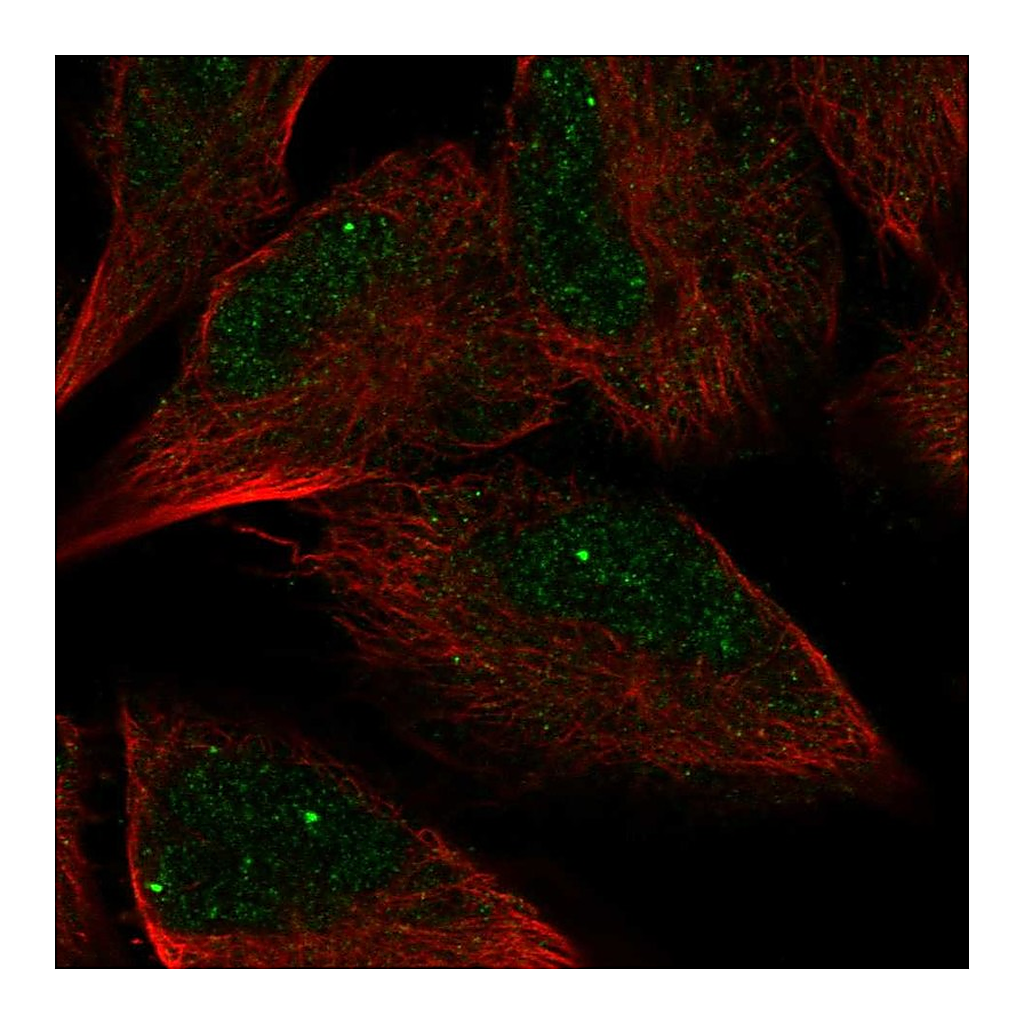 Atlas Antibodies Anti-AMZ2 Antibody