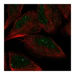 Atlas Antibodies Anti-AMZ2 Antibody