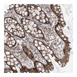 Atlas Antibodies Anti-ANAPC1 Antibody